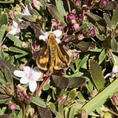 Ocybadistes walkeri (Green Grass-dart) at Aranda, ACT - 2 Feb 2021 by KMcCue