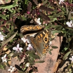 Junonia villida (Meadow Argus) at Aranda, ACT - 2 Feb 2021 by KMcCue