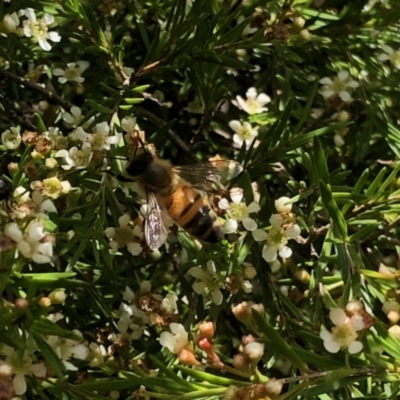 Apis mellifera (European honey bee) at Aranda, ACT - 2 Feb 2021 by KMcCue