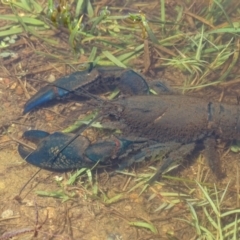 Cherax destructor (Common Yabby) at Mawson Ponds - 2 Feb 2021 by Mike