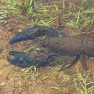 Cherax destructor at Mawson, ACT - 2 Feb 2021