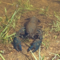 Cherax destructor at Mawson, ACT - 2 Feb 2021