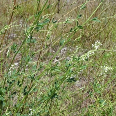 Melilotus albus (Bokhara Clover) at Mawson, ACT - 2 Feb 2021 by Mike