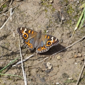 Junonia villida at Phillip, ACT - 2 Feb 2021