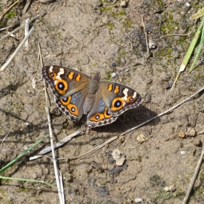 Junonia villida (Meadow Argus) at Mawson Ponds - 2 Feb 2021 by Mike