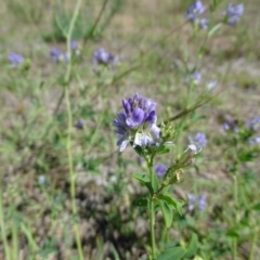 Medicago sativa (Lucerne, Alfalfa) at Phillip, ACT - 2 Feb 2021 by Mike