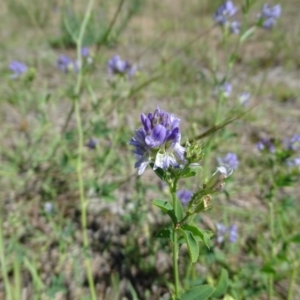 Medicago sativa at Phillip, ACT - 2 Feb 2021