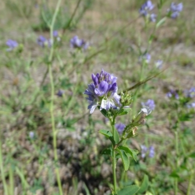 Medicago sativa (Lucerne, Alfalfa) at Mawson Ponds - 2 Feb 2021 by Mike