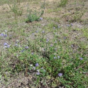 Medicago sativa at Phillip, ACT - 2 Feb 2021