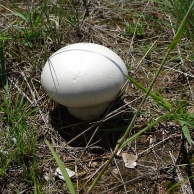 Calvatia sp. (a puffball ) at Mawson, ACT - 2 Feb 2021 by Mike