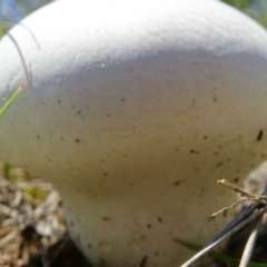 Calvatia sp. at Mawson, ACT - 2 Feb 2021 12:06 PM