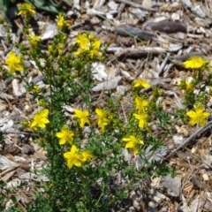 Hypericum perforatum (St John's Wort) at Mawson Ponds - 2 Feb 2021 by Mike