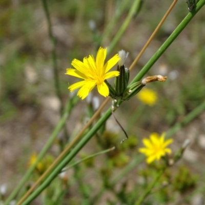 Chondrilla juncea (Skeleton Weed) at Mawson, ACT - 2 Feb 2021 by Mike