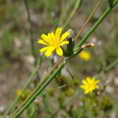 Chondrilla juncea (Skeleton Weed) at Mawson Ponds - 2 Feb 2021 by Mike