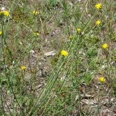 Chondrilla juncea at Mawson, ACT - 2 Feb 2021 12:11 PM