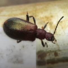 Unidentified Darkling beetle (Tenebrionidae) (TBC) at Downer, ACT - 30 Jan 2021 by Christine