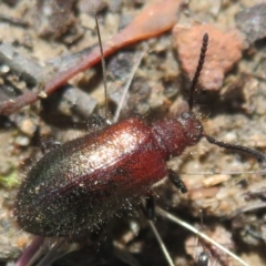 Lagriini sp. (tribe) at Downer, ACT - 30 Jan 2021