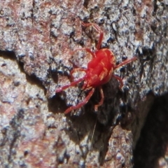 Rainbowia sp. (genus) (A mite) at Downer, ACT - 30 Jan 2021 by Christine