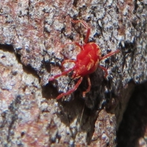 Rainbowia sp. (genus) at Downer, ACT - 30 Jan 2021