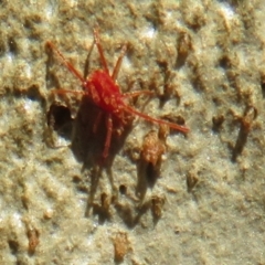 Rainbowia sp. (genus) at Downer, ACT - 30 Jan 2021