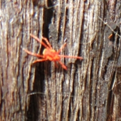 Rainbowia sp. (genus) at Downer, ACT - 30 Jan 2021