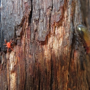 Rainbowia sp. (genus) at Downer, ACT - 30 Jan 2021