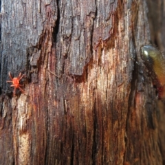 Rainbowia sp. (genus) at Downer, ACT - 30 Jan 2021