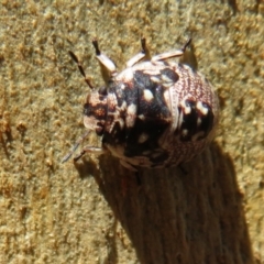 Anischys sp. (genus) (Unidentified Anischys bug) at Black Mountain - 30 Jan 2021 by Christine