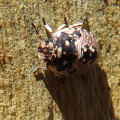 Anischys sp. (genus) (Unidentified Anischys bug) at Black Mountain - 30 Jan 2021 by Christine
