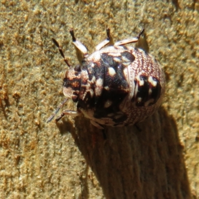 Anischys sp. (genus) (Unidentified Anischys bug) at Downer, ACT - 30 Jan 2021 by Christine