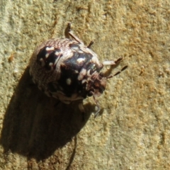 Anischys sp. (genus) at Downer, ACT - 30 Jan 2021