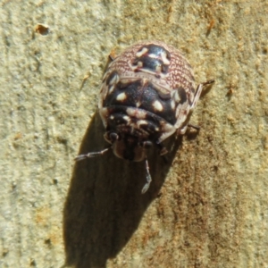 Anischys sp. (genus) at Downer, ACT - 30 Jan 2021 11:40 AM