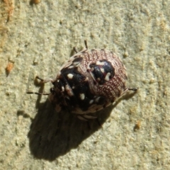 Anischys sp. (genus) at Downer, ACT - 30 Jan 2021 11:40 AM