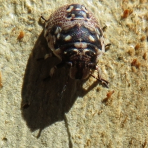 Anischys sp. (genus) at Downer, ACT - 30 Jan 2021 11:40 AM