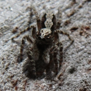 Clynotis severus at Downer, ACT - 30 Jan 2021 11:48 AM