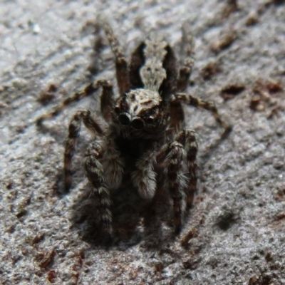 Clynotis severus (Stern Jumping Spider) at Black Mountain - 30 Jan 2021 by Christine