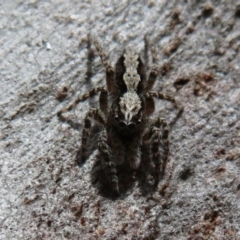 Clynotis severus at Downer, ACT - 30 Jan 2021 11:48 AM