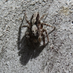 Clynotis severus at Downer, ACT - 30 Jan 2021 11:48 AM