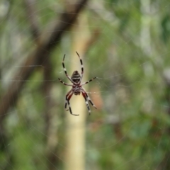 Hortophora transmarina at Downer, ACT - 30 Jan 2021