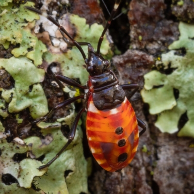 Dindymus versicolor (Harlequin Bug) at Mount Majura - 30 Jan 2021 by trevsci