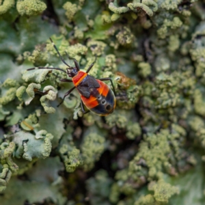 Dindymus versicolor at Majura, ACT - 30 Jan 2021