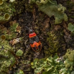 Dindymus versicolor at Majura, ACT - 30 Jan 2021