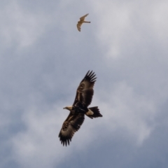 Aquila audax (Wedge-tailed Eagle) at Majura, ACT - 30 Jan 2021 by trevsci