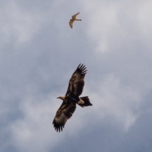 Aquila audax at Majura, ACT - 30 Jan 2021