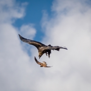 Aquila audax at Majura, ACT - 30 Jan 2021