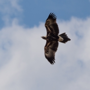 Aquila audax at Majura, ACT - 30 Jan 2021