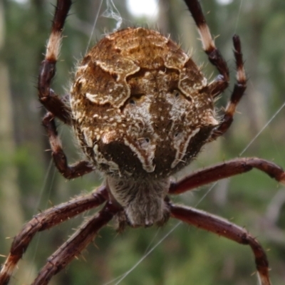 Backobourkia heroine (Heroic Orb-weaver) at Black Mountain - 30 Jan 2021 by Christine