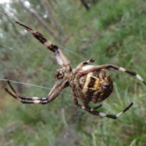 Backobourkia heroine at Downer, ACT - 30 Jan 2021 12:18 PM