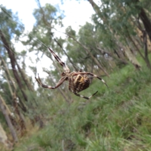 Backobourkia heroine at Downer, ACT - 30 Jan 2021 12:18 PM