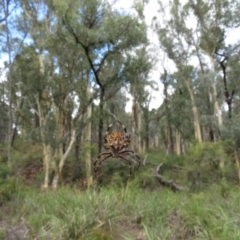 Backobourkia heroine at Downer, ACT - 30 Jan 2021 12:18 PM